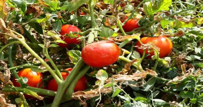Ayaş domatesi AB tescili aldı
