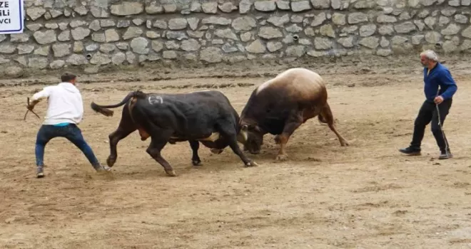 Ayder boğa güreşleri renkli görüntülere sahne oldu
