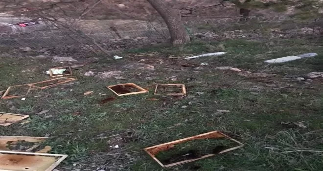 Ayılar bu mahalleyi mesken tuttu
