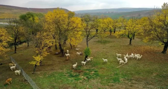 Azerbaycan, Türk turistlerin tatil rotası oldu

