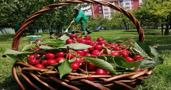 Bağcılar’da sağlık çalışanları için kiraz hasadı
