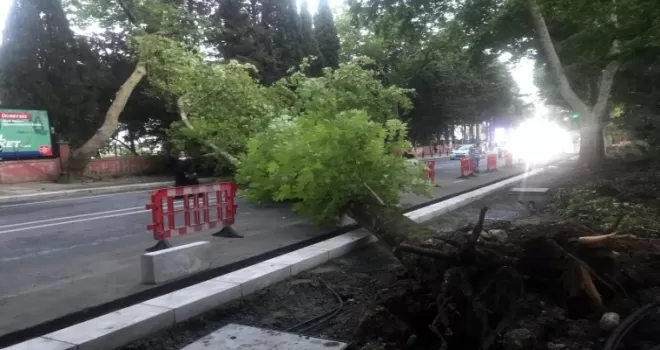 Bakırköy’de ağaç devrildi: 1 yaralı
