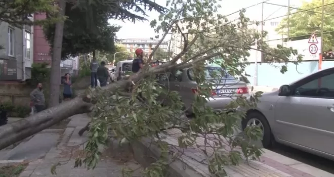 Bakırköy’de şiddetli rüzgarda ağaç devrildi: Yaşlı kadın yaralandı
