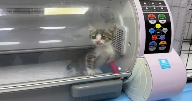 Bandırma’da şiddet gören yavru kedi tedavi altına alındı