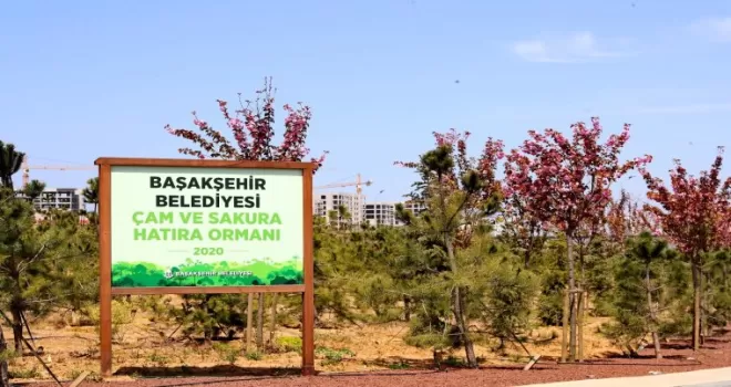 Başakşehir’de sakura ağaçları çiçek açtı
