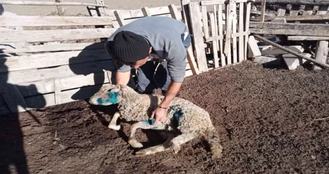 Başıboş sokak köpekleri 9 koyunu telef etti
