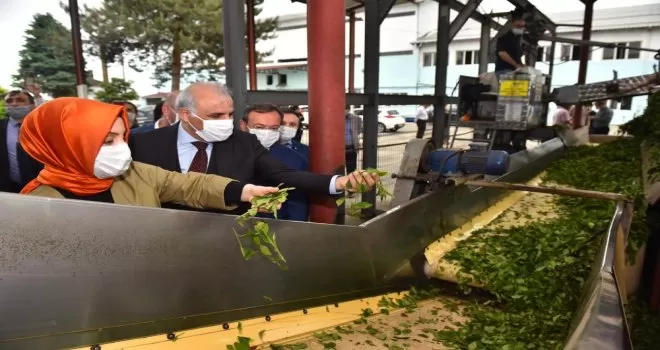 Başkan Zorluoğlu çay alım fabrikasını gezdi
