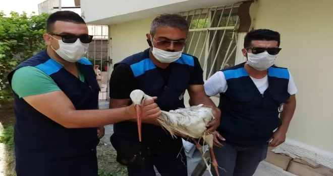 Başkent’e leylek indi
