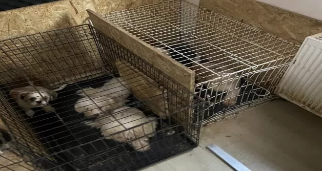 Başkent’te binanın bodrum katında 68 köpek bulundu
