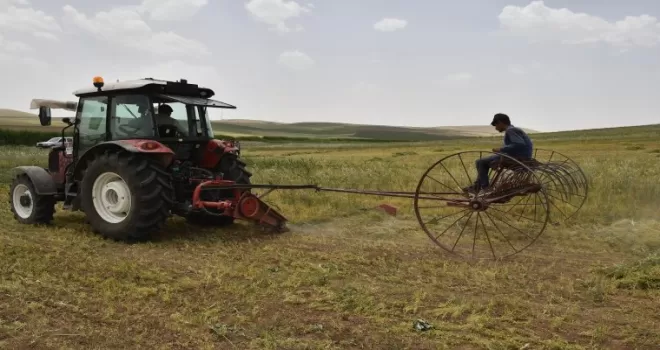 Başkent’te kırmızı mercimekte hasat zamanı
