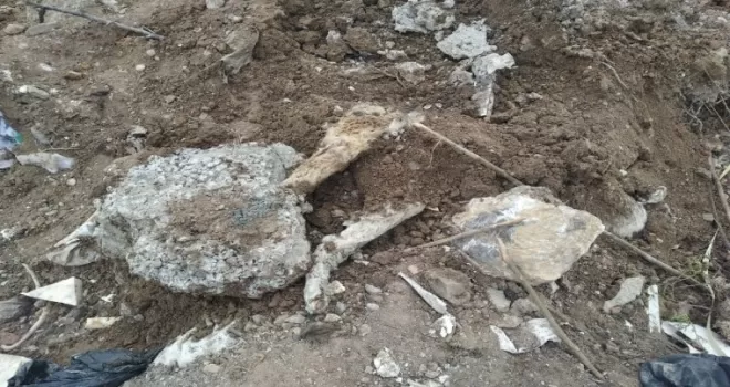 Başkent’te köpek katliamı

