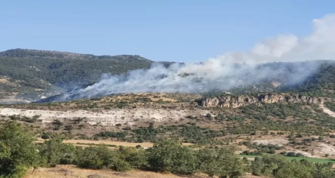 Başkent’te ormanlık alanda yangın
