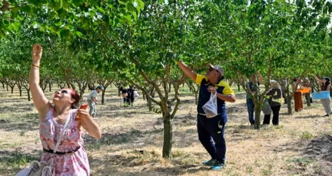 Başkentliler Ata Çiftliği’nde hasat yaptı