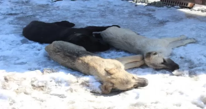 Başkentte 3 köpeğin şüpheli ölümü
