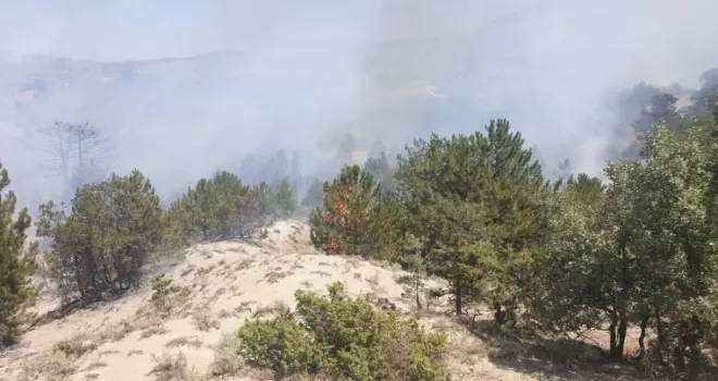 Başkentte ormanlık alanda yangın
