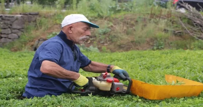 Benzinli çay toplama motorları yasaklandı
