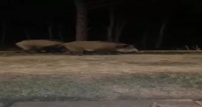 Beykoz’da aç kalan domuzlar şehre indi
