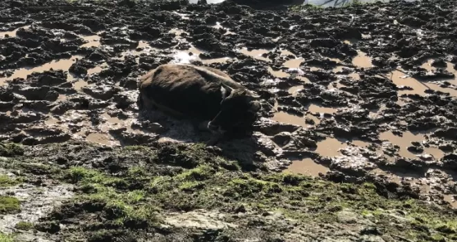Beykoz’da çamura saplanan inek kurtarıldı
