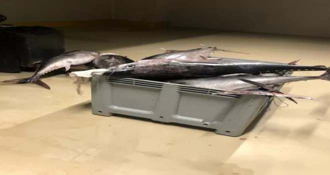 Beylikdüzü’nde yasak dönemde avlanan bin 600 kilo orkinos balığına el konuldu
