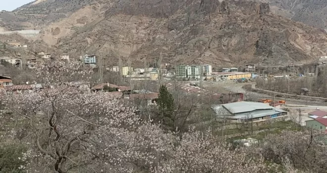 Bu ağaçlar bahara son kez "Merhaba" dedi
