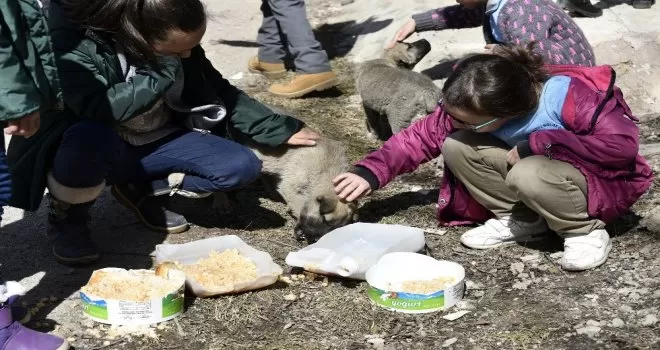 Bu köy okulunda artan yemekler sokak hayvanlarının
