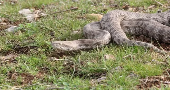 Burdur’da bulunan Koca Engerek Şanlıurfa bozkırlarında doğaya bırakıldı
