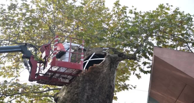 Bursa’da asırlık çınara koruma