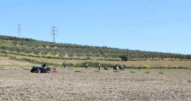Bursa Nilüfer’den Konaklı’ya 800 zeytin fidanı