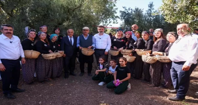 Bursa’nın iki ilçesinde zeytin mirasına özel hasat