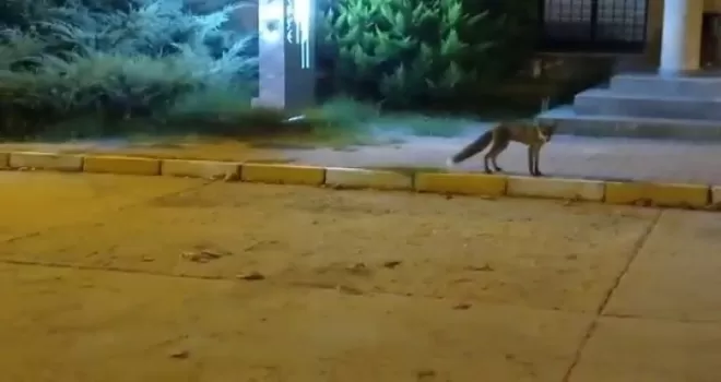 Büyükçekmece’de tilki gören çocuğun heyecanı
