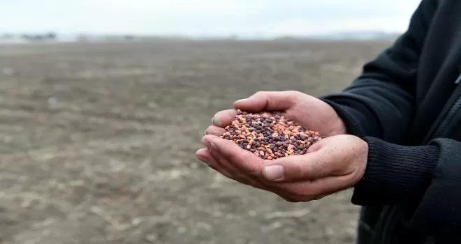 Büyükşehir çiftçilerin yanında: 25 ilçede tohum desteği
