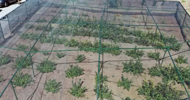 Büyükşehir’den aronia meyvesi için destek
