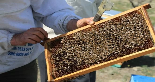 Büyükşehir’den Başkentli çiftçilere arıcılık eğitimi
