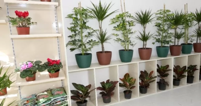 Çankaya Belediyesinden çiçek satış mağazası
