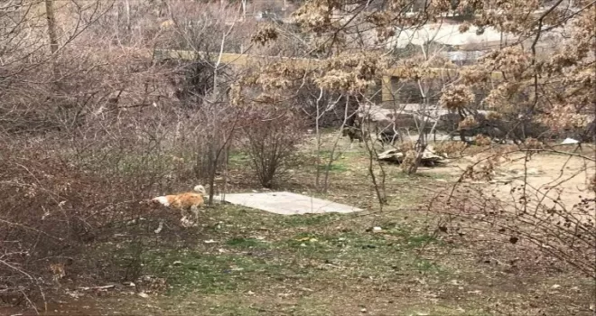 Çankaya’da yine köpek saldırısı
