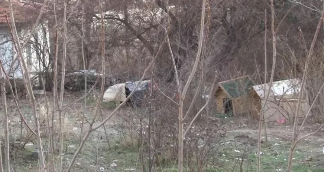 Çankaya sokaklarında sokak köpekleri dehşeti

