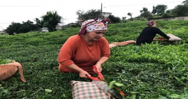 ÇAYKUR 2 günde üreticiden 9 bin 500 ton yaş çay aldı