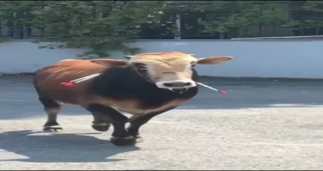 Çekmeköy’de kaçan kurbanlık, sahibine zor anlar yaşattı
