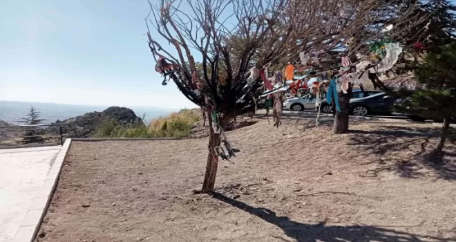 Cemevi bahçesindeki dilek ağacı provokatörler tarafından yakıldı
