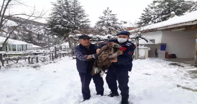 Çubuk’ta yaralı akbaba bulundu
