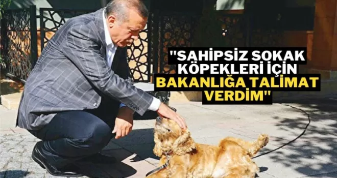 Cumhurbaşkanı Erdoğan “Sokak Köpekleri Hakkında Gerekeni Yapacağız”
