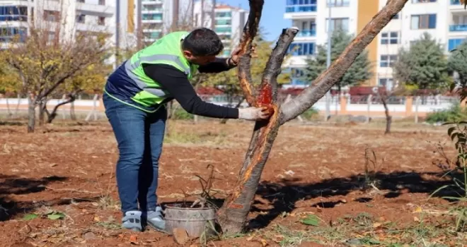 DBB özel yöntemlerle ağaçları tedavi ediyor