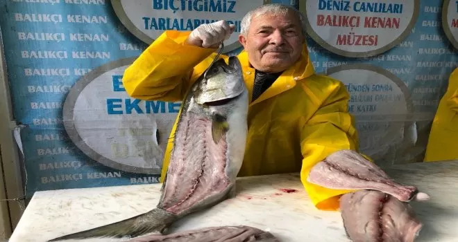 Denizlerde kofana balığı bereketi