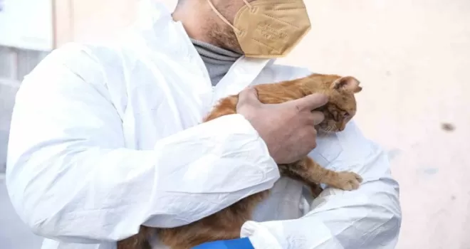 Deprem’den 248 saat sonra enkazdan sağ çıkarılan kediye ‘AFAD’ ismi verildi
