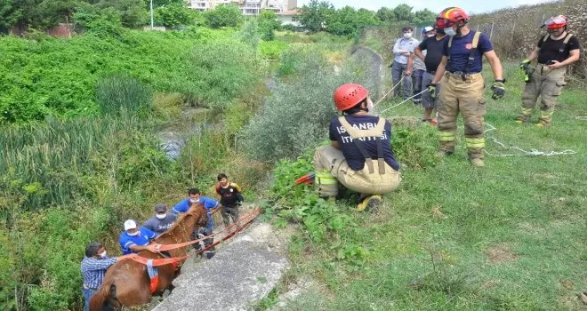 Dereye düşen ata nefes kesen kurtarma operasyonu
