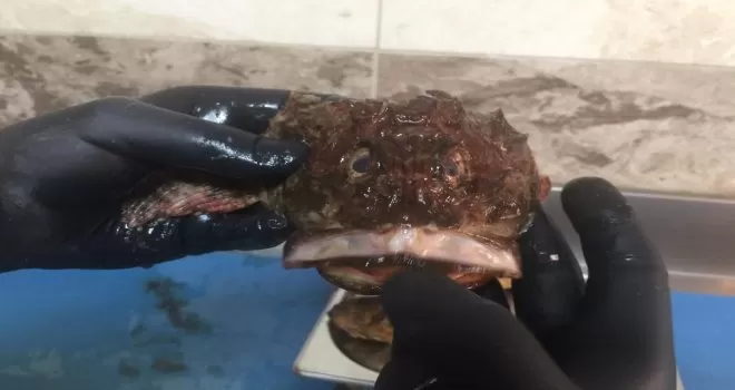 Dışı zehirli, içi lezzetli
