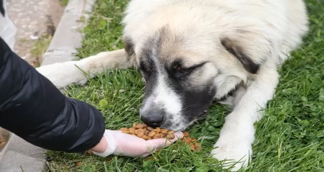 Doğa ve hayvanlar için el ele
