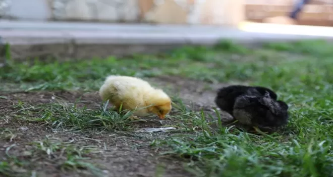 Doğal yaşama Keçiören’de ’merhaba’ dediler
