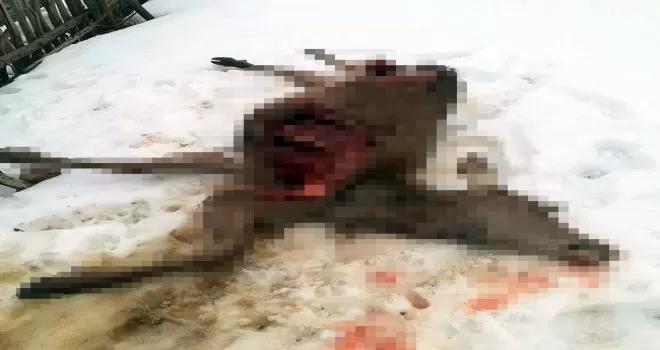 Doğaya salınan kızıl geyikler, kurtlar tarafından telef ediliyor
