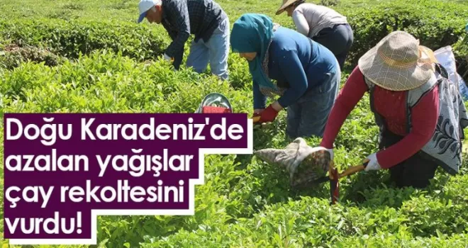 Doğu Karadeniz'de azalan yağışlar çay rekoltesini vurdu